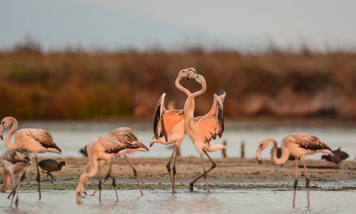 Птицы озера Улубат в Турции